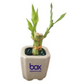 4" Lucky Bamboo Plant in 3" Ceramic Pot & Marbles